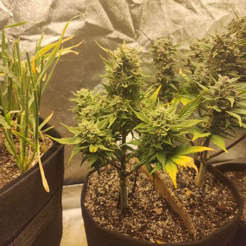 Nia growlog timeline photo