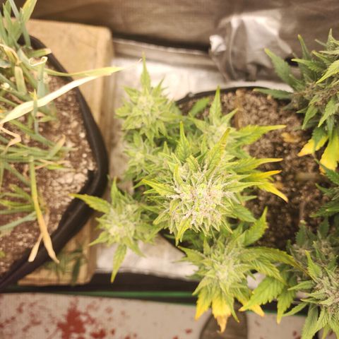 Nia growlog timeline photo
