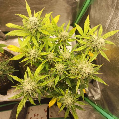 Adīne growlog timeline photo