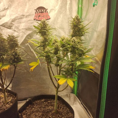 Adīne growlog timeline photo