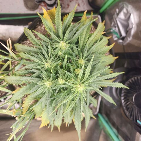 Livia growlog timeline photo