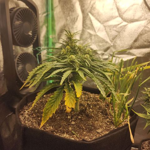 Livia growlog timeline photo