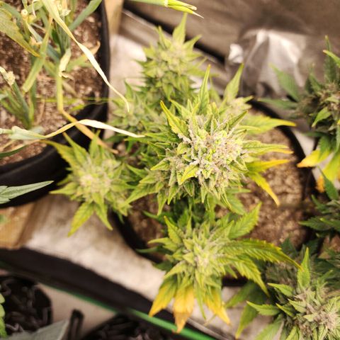 Nia growlog timeline photo