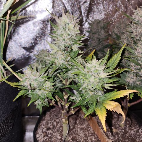 Nia growlog timeline photo