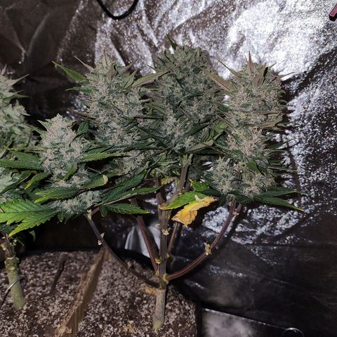 Rei growlog timeline photo