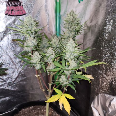Adīne growlog timeline photo