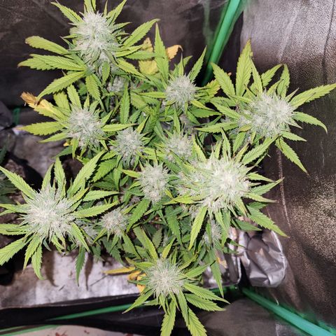 Adīne growlog timeline photo