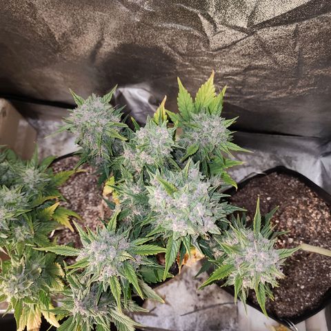 Rei growlog timeline photo
