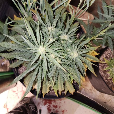Livia growlog timeline photo