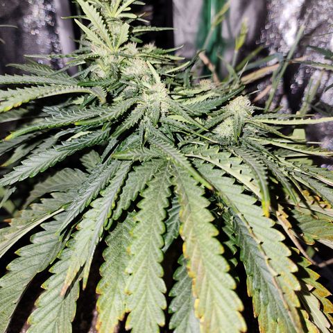 Livia growlog timeline photo