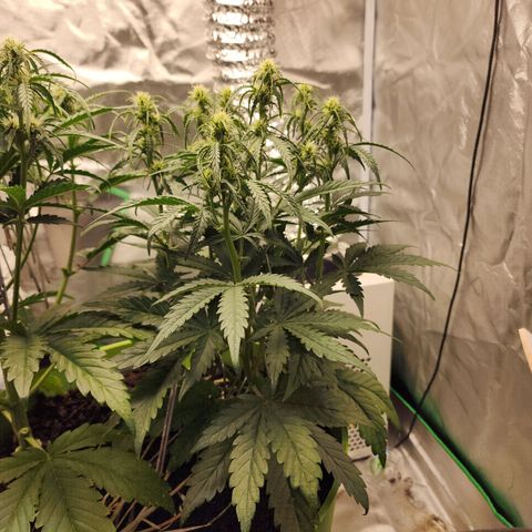 Gaz growlog timeline photo