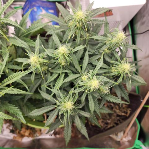 Gaz growlog timeline photo