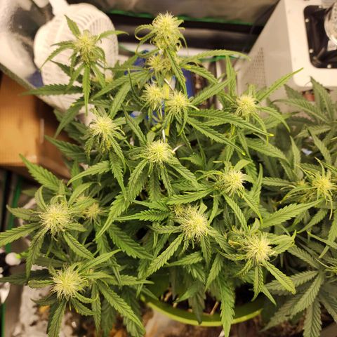 Tak growlog timeline photo