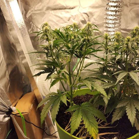 Tak growlog timeline photo
