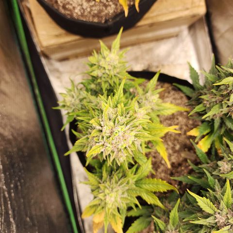 Nia growlog photo: Harvest day! She was such a fun plant. Thank you for your life!!