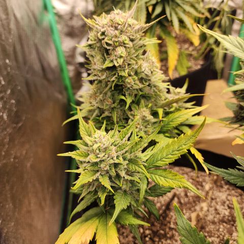 Nia growlog photo: Harvest day! She was such a fun plant. Thank you for your life!!