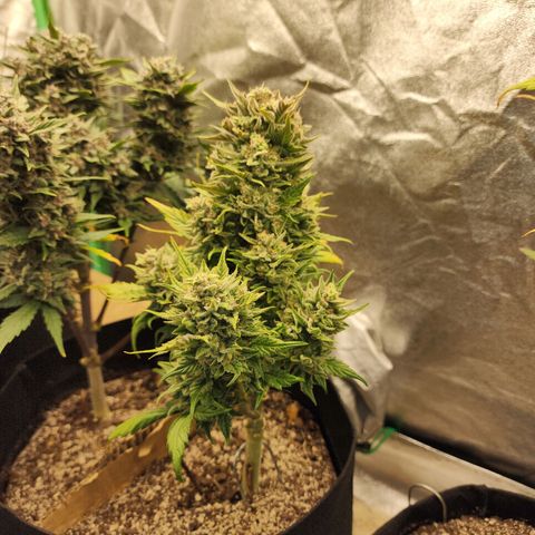 Nia growlog photo: Harvest day! She was such a fun plant. Thank you for your life!!