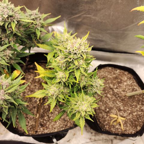 Nia growlog photo: Harvest day! She was such a fun plant. Thank you for your life!!