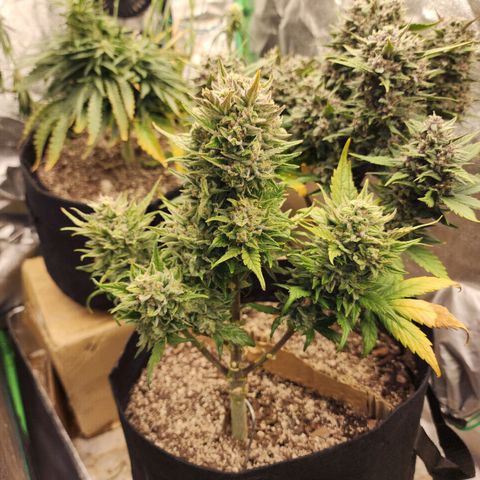 Nia growlog photo: Harvest day! She was such a fun plant. Thank you for your life!!