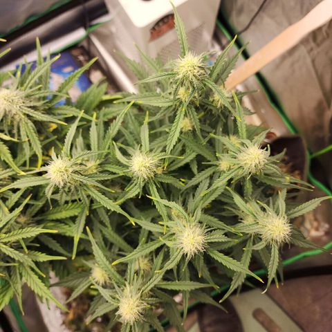 Gaz growlog timeline photo