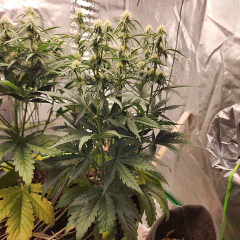 Gaz growlog timeline photo