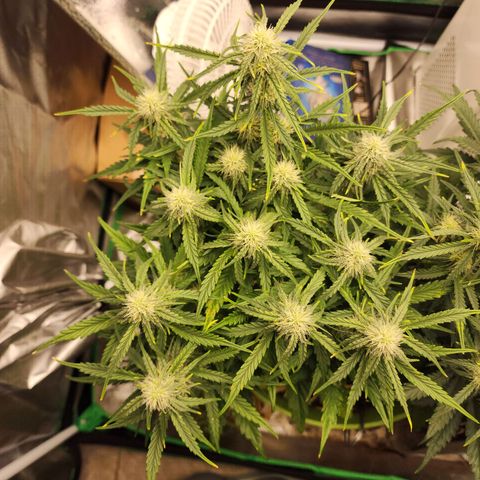 Tak growlog timeline photo