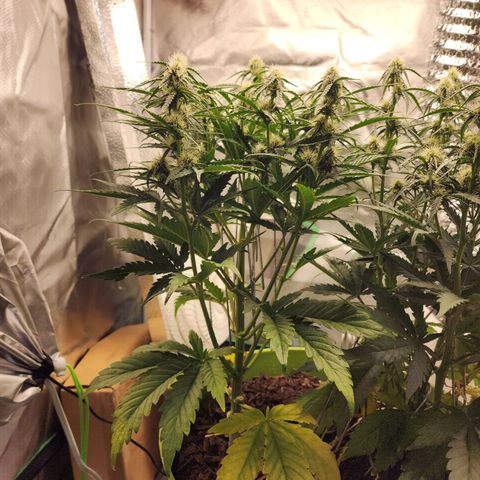 Tak growlog timeline photo
