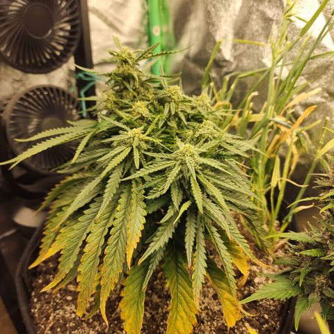 Livia growlog timeline photo