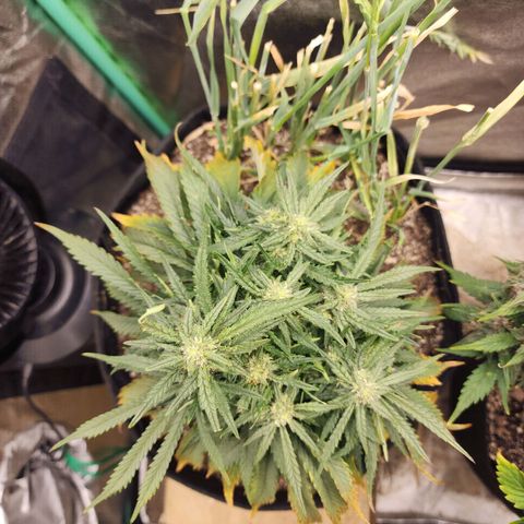 Livia growlog timeline photo