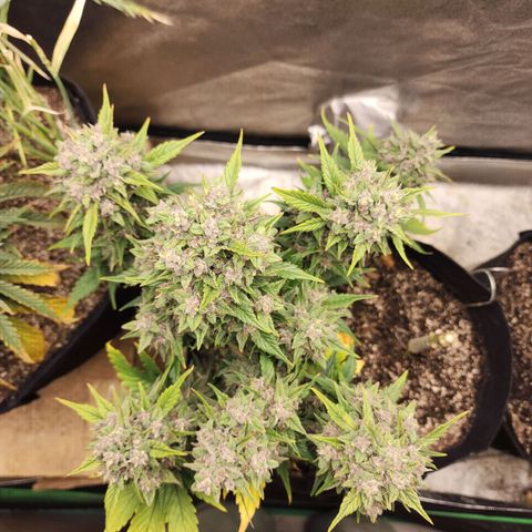 Rei growlog timeline photo