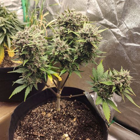 Rei growlog timeline photo