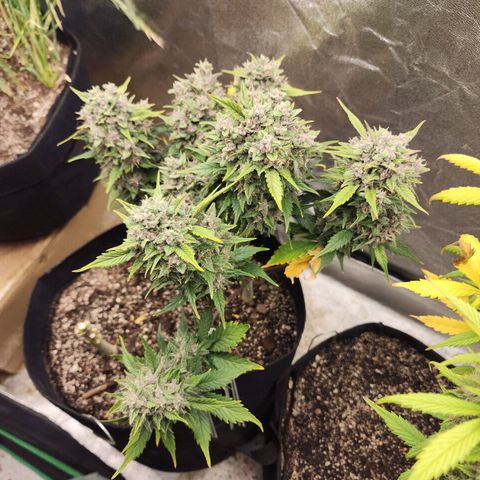 Rei growlog timeline photo