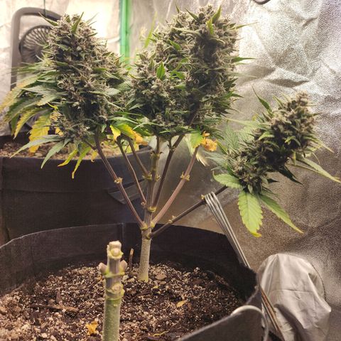 Rei growlog timeline photo