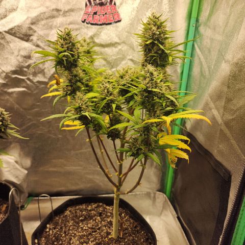 Adīne growlog timeline photo