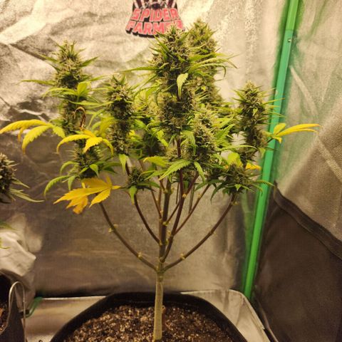 Adīne growlog timeline photo