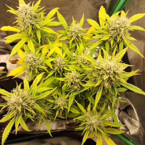 Adīne growlog timeline photo