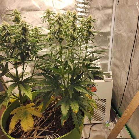 Gaz growlog timeline photo
