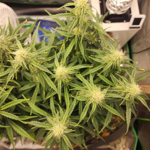 Gaz growlog timeline photo