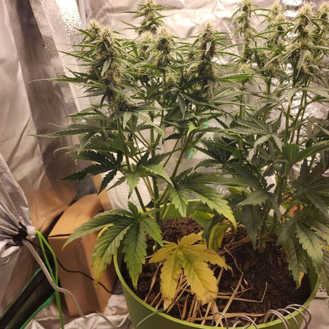 Tak growlog timeline photo