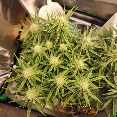 Tak growlog timeline photo
