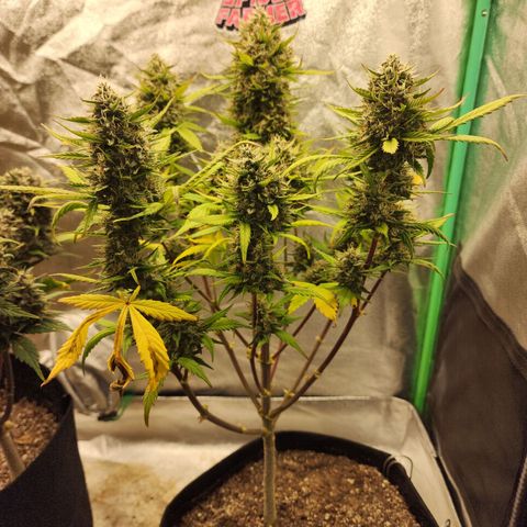 Adīne growlog timeline photo