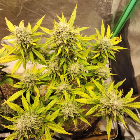 Adīne growlog timeline photo