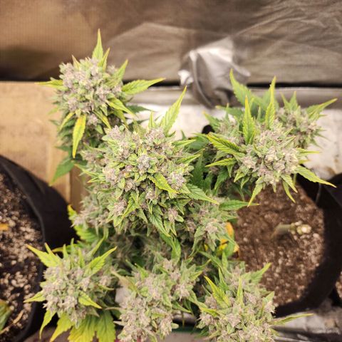 Rei growlog timeline photo