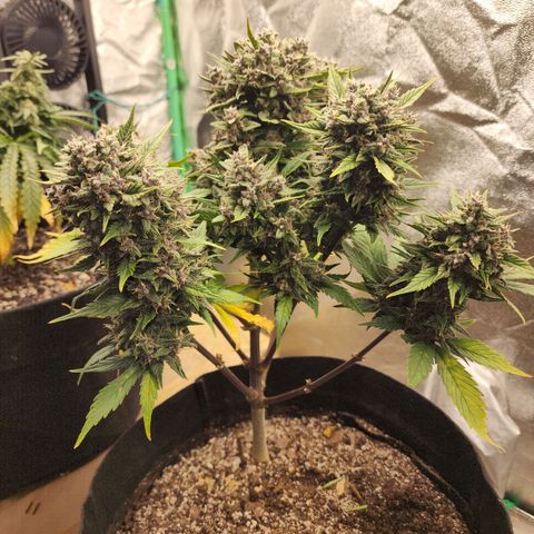 Rei growlog timeline photo