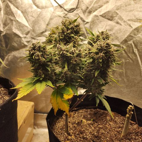 Rei growlog timeline photo