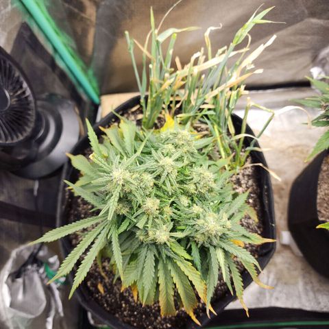 Livia growlog timeline photo