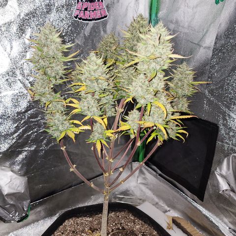 Adīne growlog timeline photo