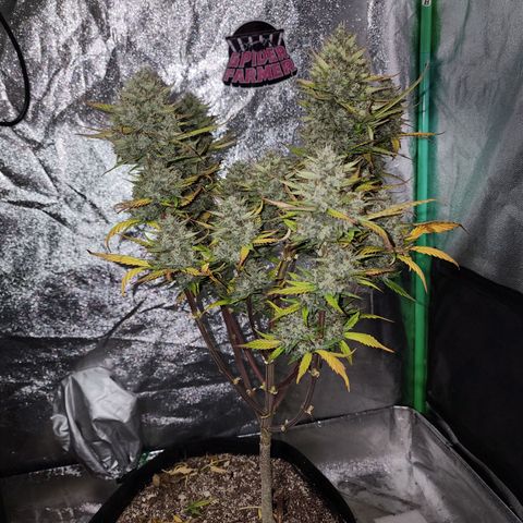 Adīne growlog timeline photo