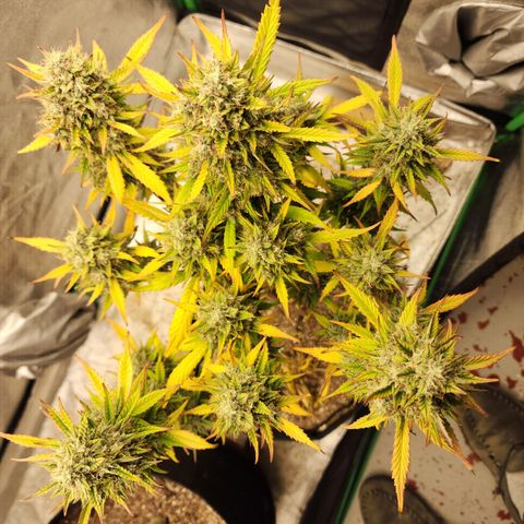 Adīne growlog timeline photo