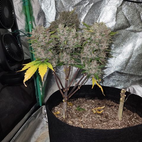 Rei growlog timeline photo